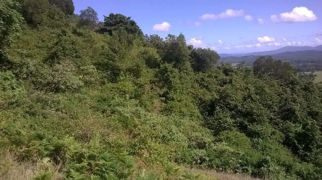 A Big Lush Green Forest With Trees and Bushes on a Hillside — S M & A J Gilbert Earthmoving in Mitchells Island, NSW