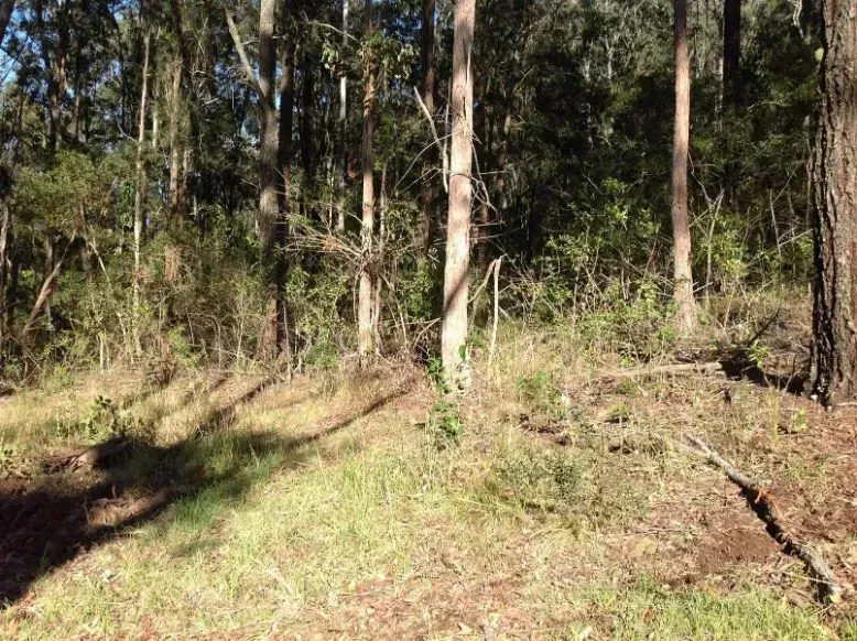 A Lush Green Forest With Trees and Grass on a Sunny Day With Shadows — S M & A J Gilbert Earthmoving in Mitchells Island, NSW