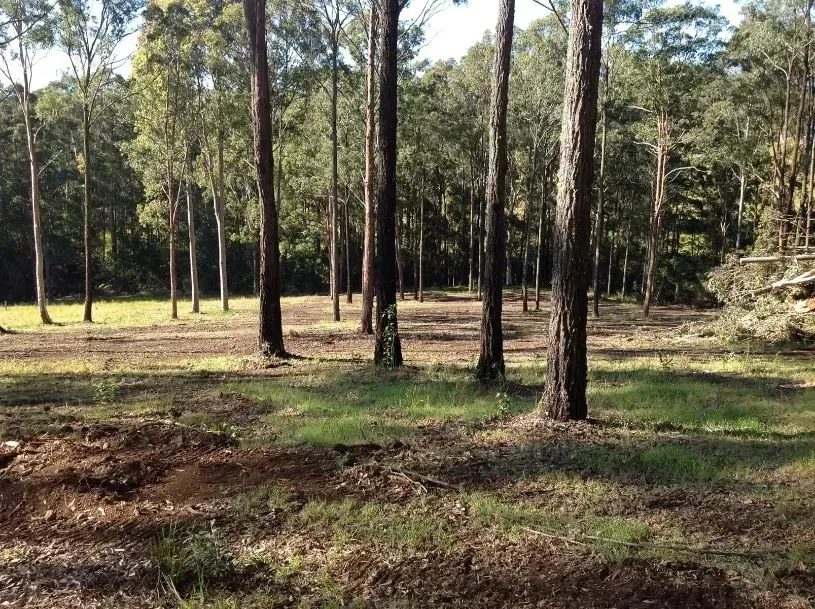 A Shade Of Forest Trees — S M & A J Gilbert Earthmoving in Mitchells Island, NSW