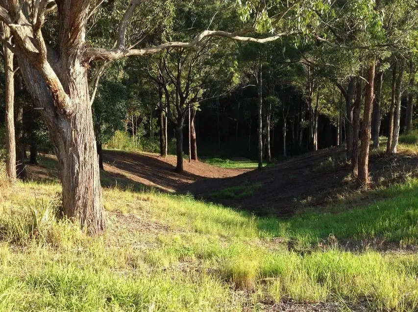 A Tree Stands Alone in the Middle of a Grassy Field in the Middle of a Forest — S M & A J Gilbert Earthmoving in Mitchells Island, NSW