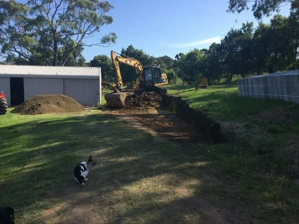 A Dog is Standing in the Grass in Front of an Excavator — S M & A J Gilbert Earthmoving in Mitchells Island, NSW