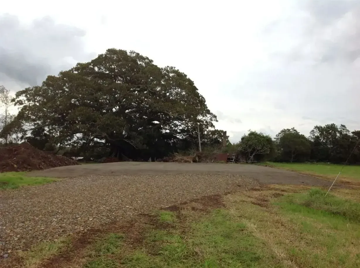 A Large Tree in the Middle of a Gravel Road — S M & A J Gilbert Earthmoving in Mitchells Island, NSW