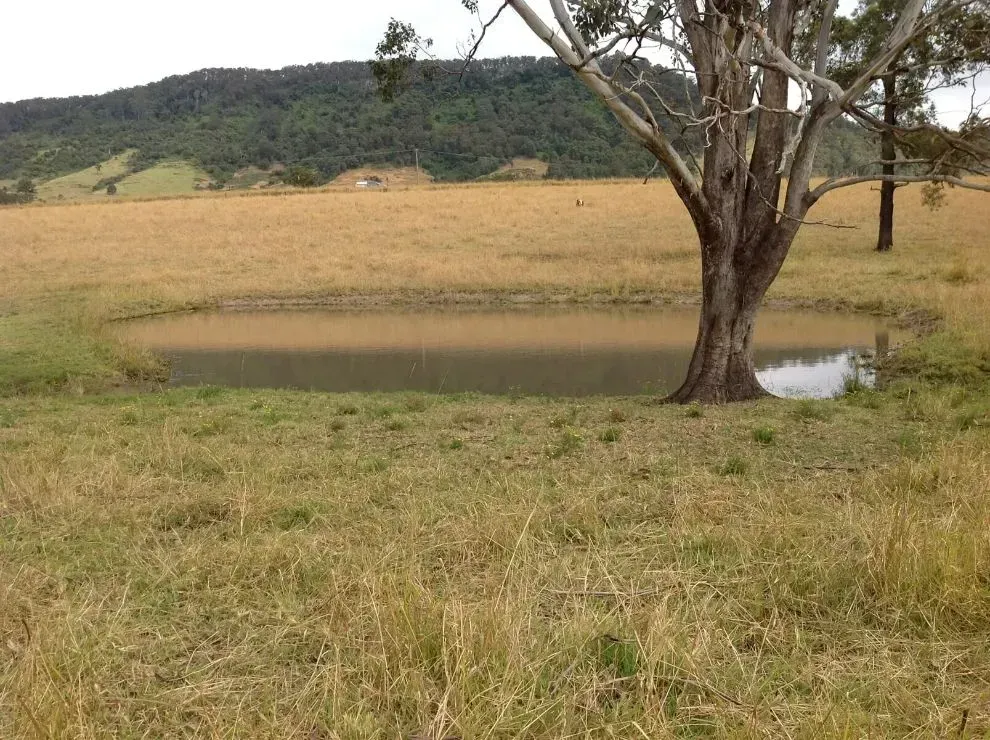 A Big Dead Tree Stands in the Middle of a Field Next to a Small Pond — S M & A J Gilbert Earthmoving in Mitchells Island, NSW