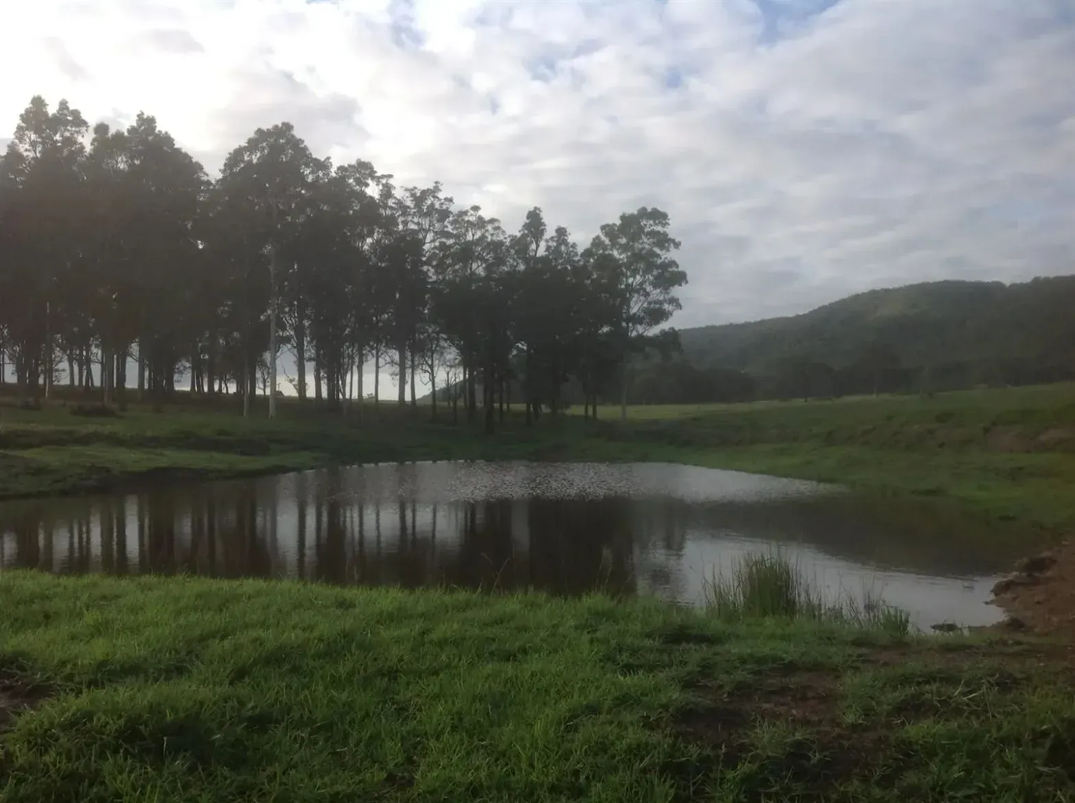 A Small Pond in a Grassy Field With Trees in the Background — S M & A J Gilbert Earthmoving in Mitchells Island, NSW