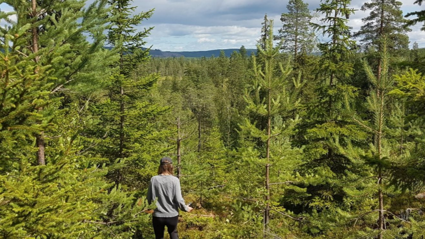 Person standing in a green forest clearing beneath a cloudy sky