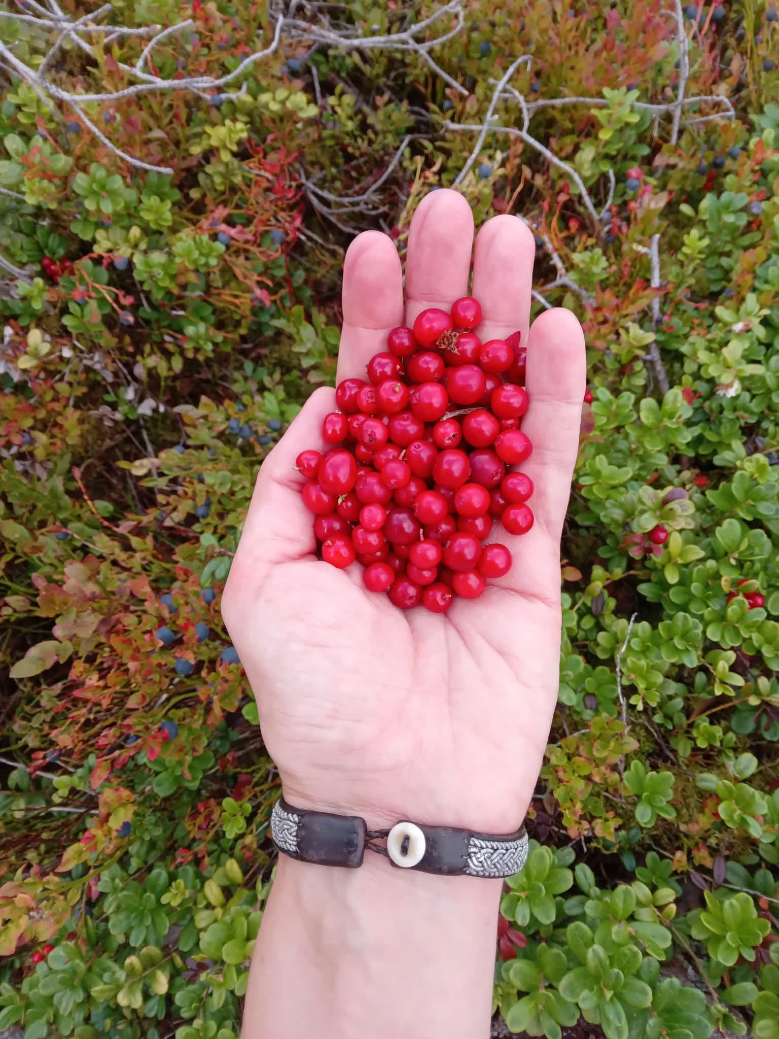 A hand holding a handful of bright red berries over low green and brown shrubs.