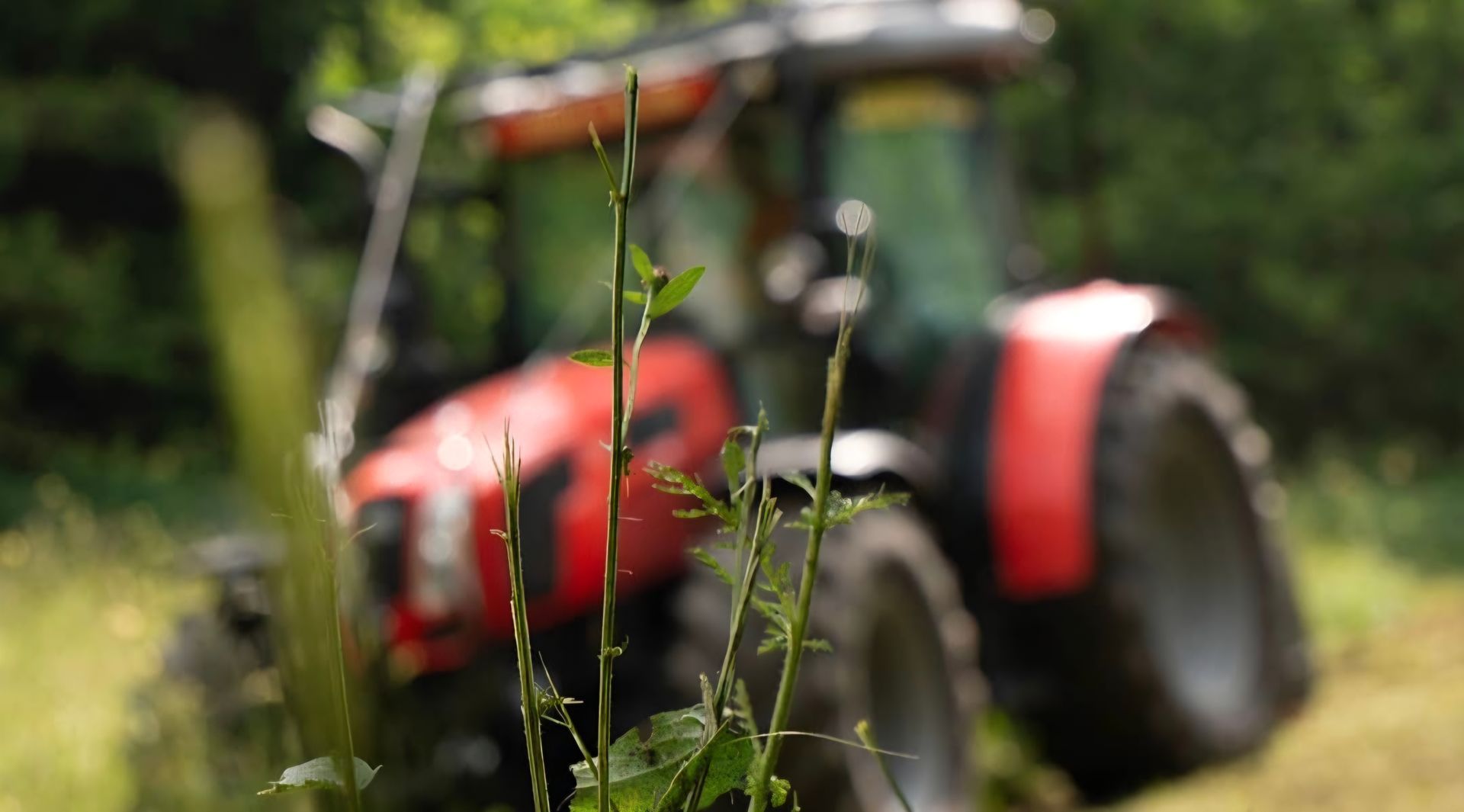 Trattore rosso in un campo, sfocato dietro la vegetazione verde in primo piano.