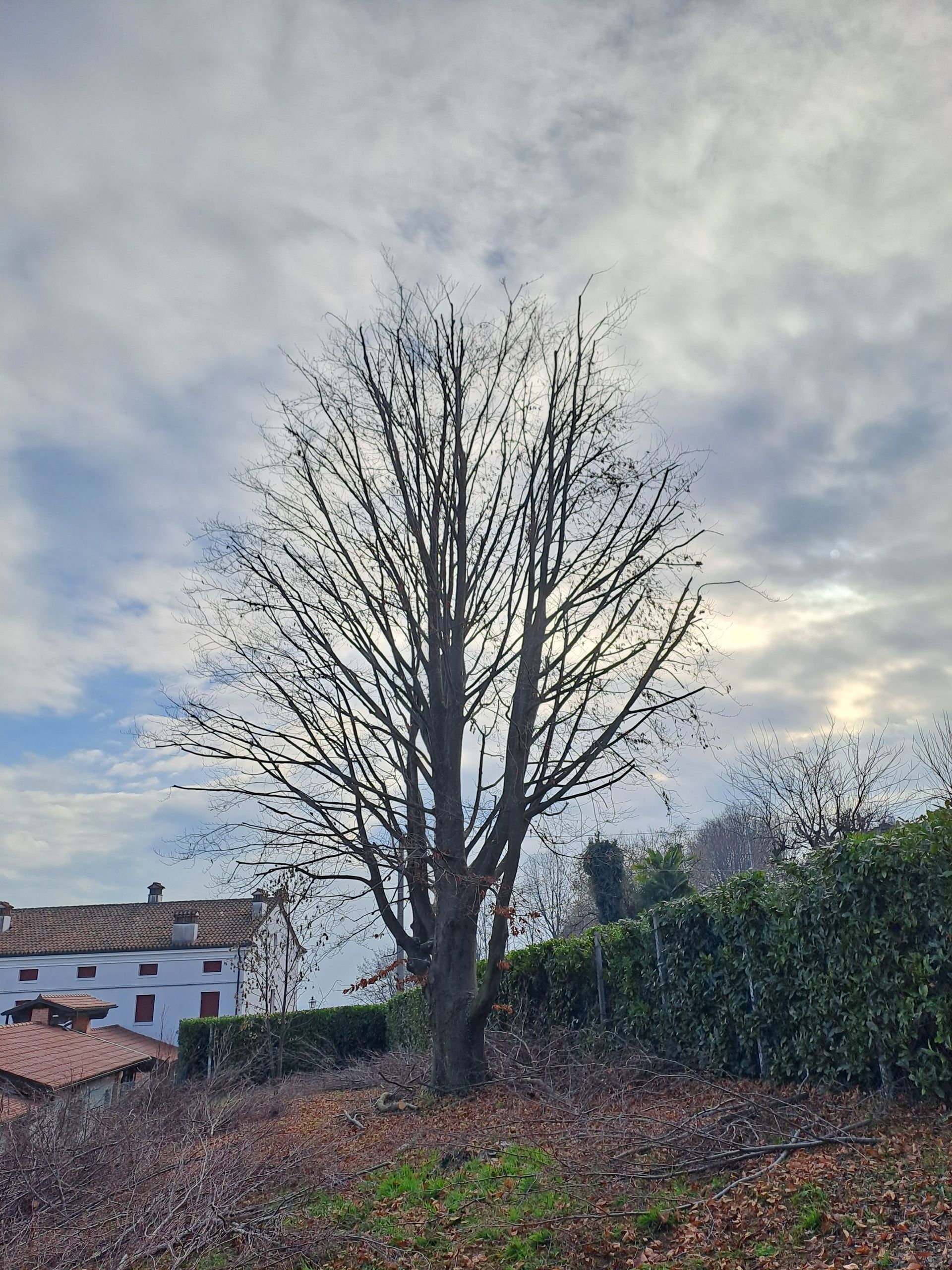 Albero spoglio contro un cielo nuvoloso, con un edificio e una siepe visibili sullo sfondo.