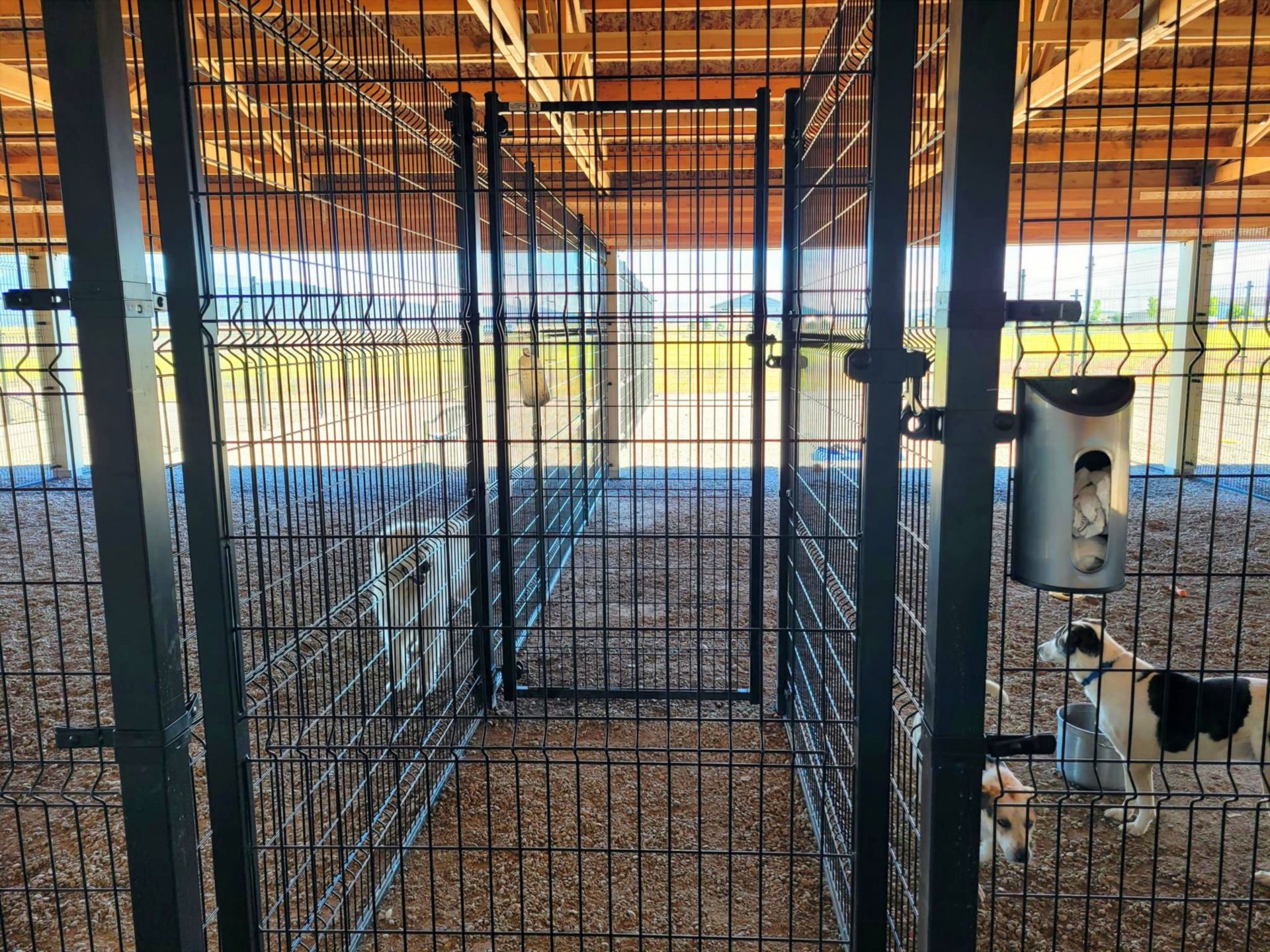 Dogs in a fenced enclosure with a shelter. One dog near a treat dispenser, others visible further inside.