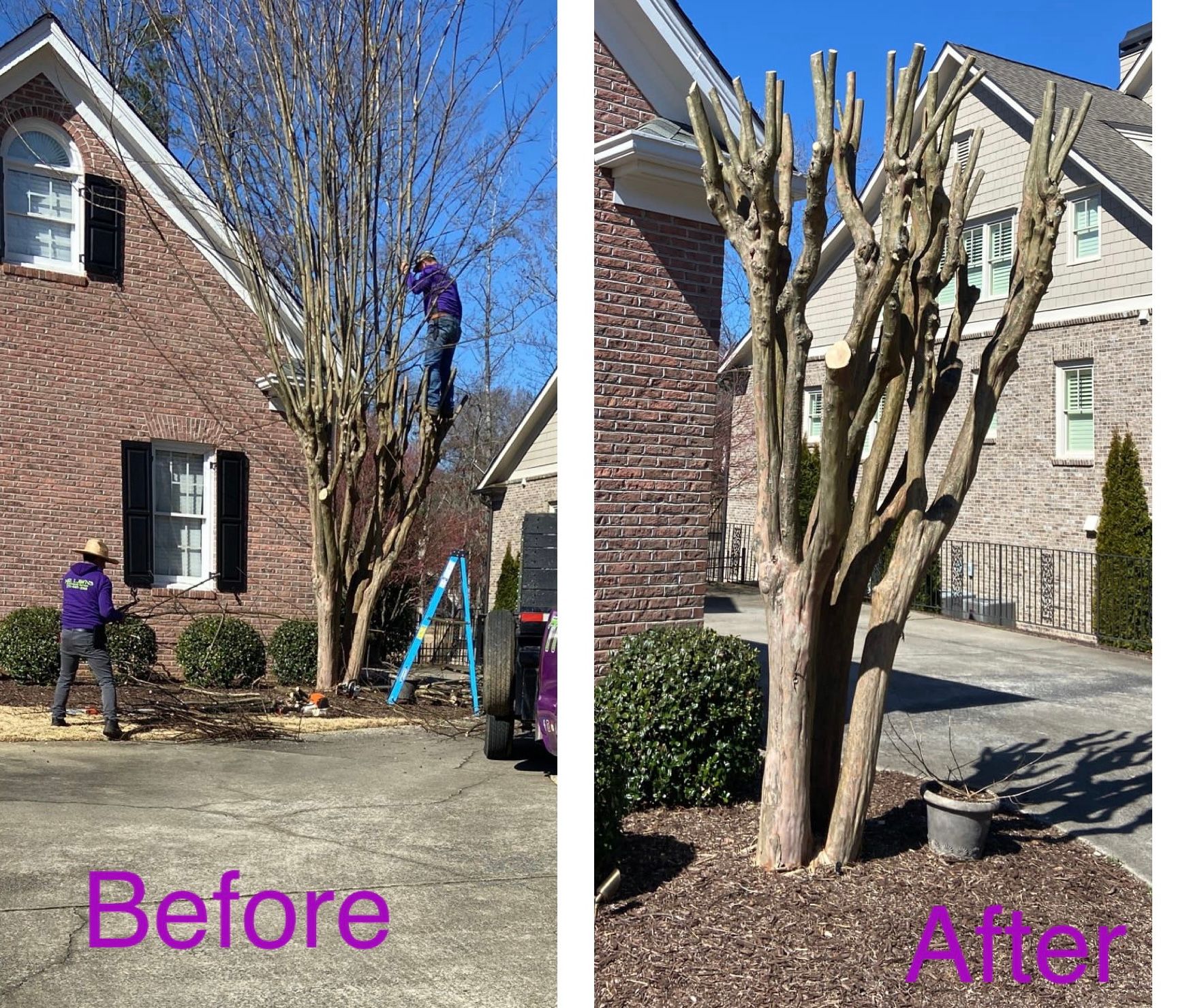 Crape myrtle tree being pruned: before and after shots. A person in purple prunes the tree.