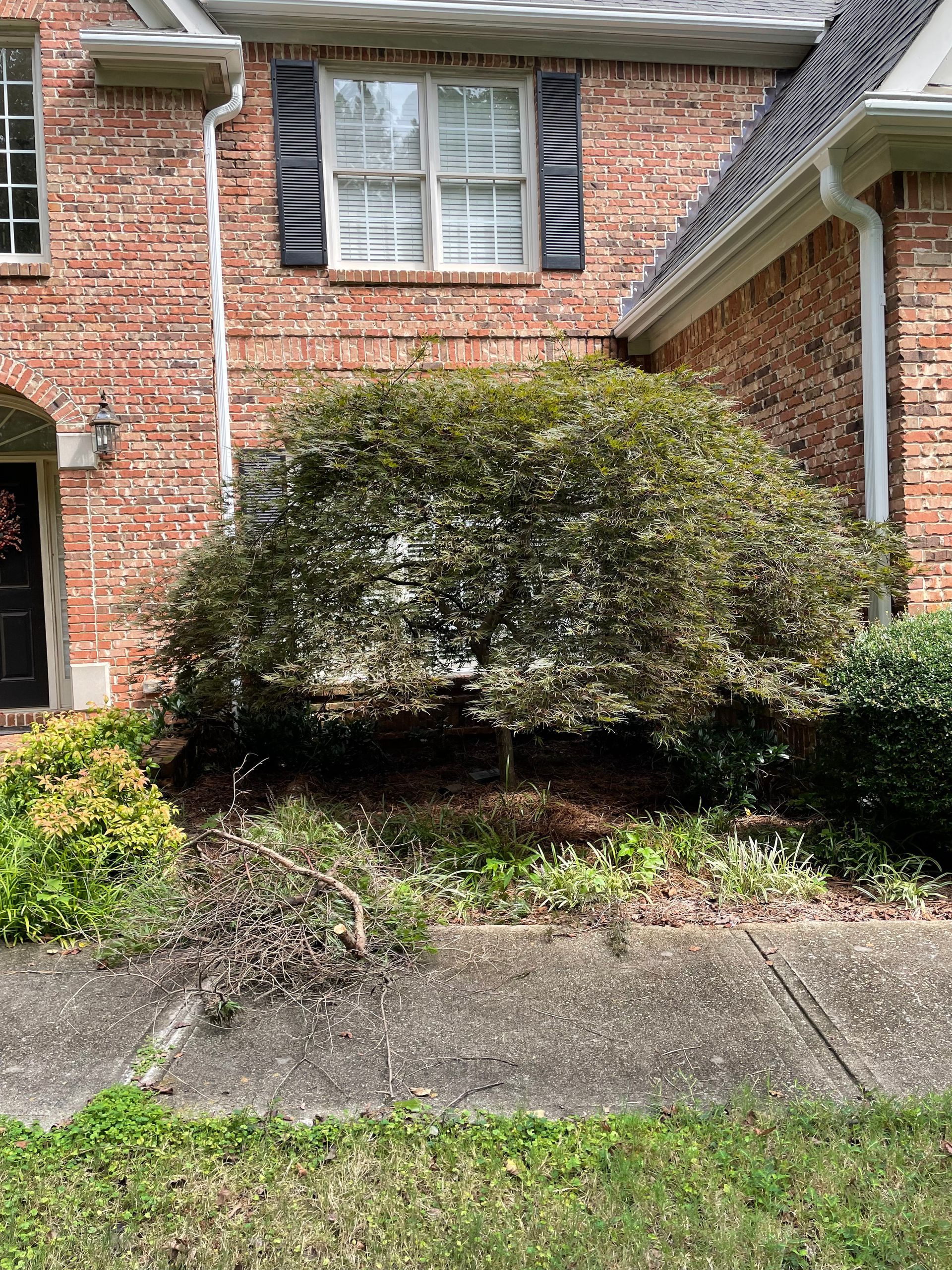 Brick house with a large green bush in front of a window. Mulched garden bed with cut branches.