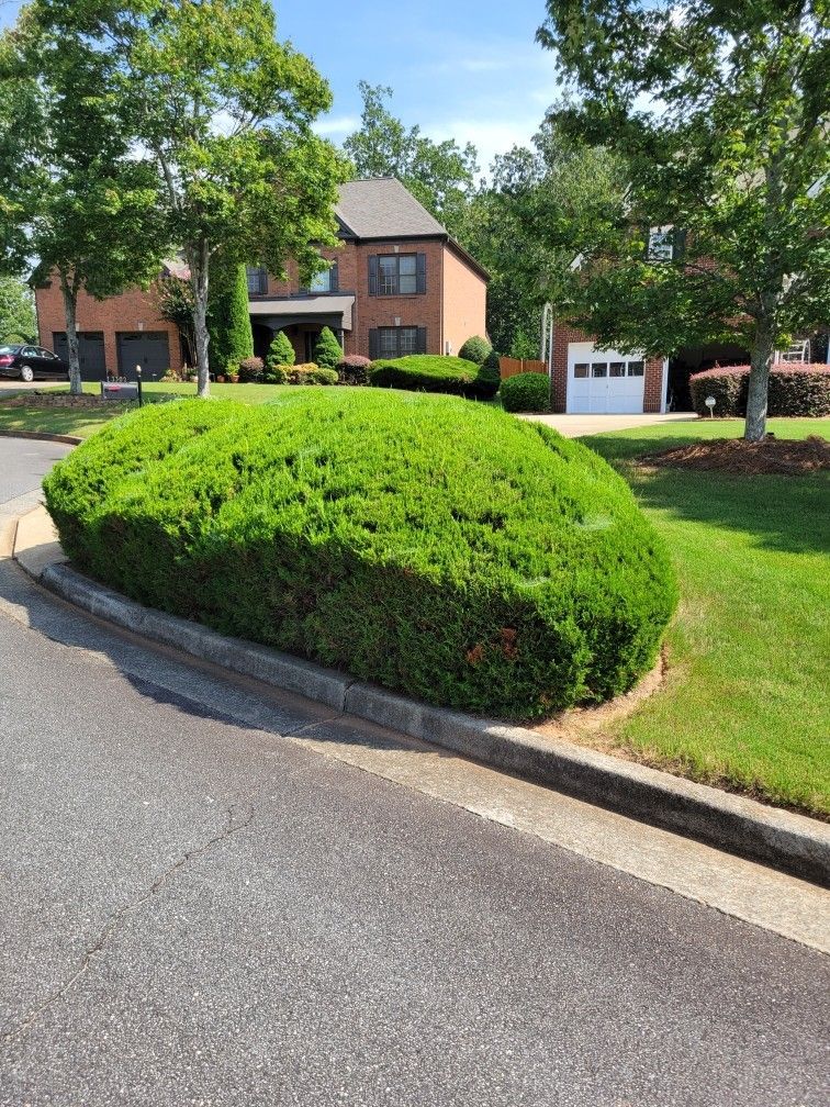 Large, green, rounded shrub in front of brick house and a white garage, on a sunny day.