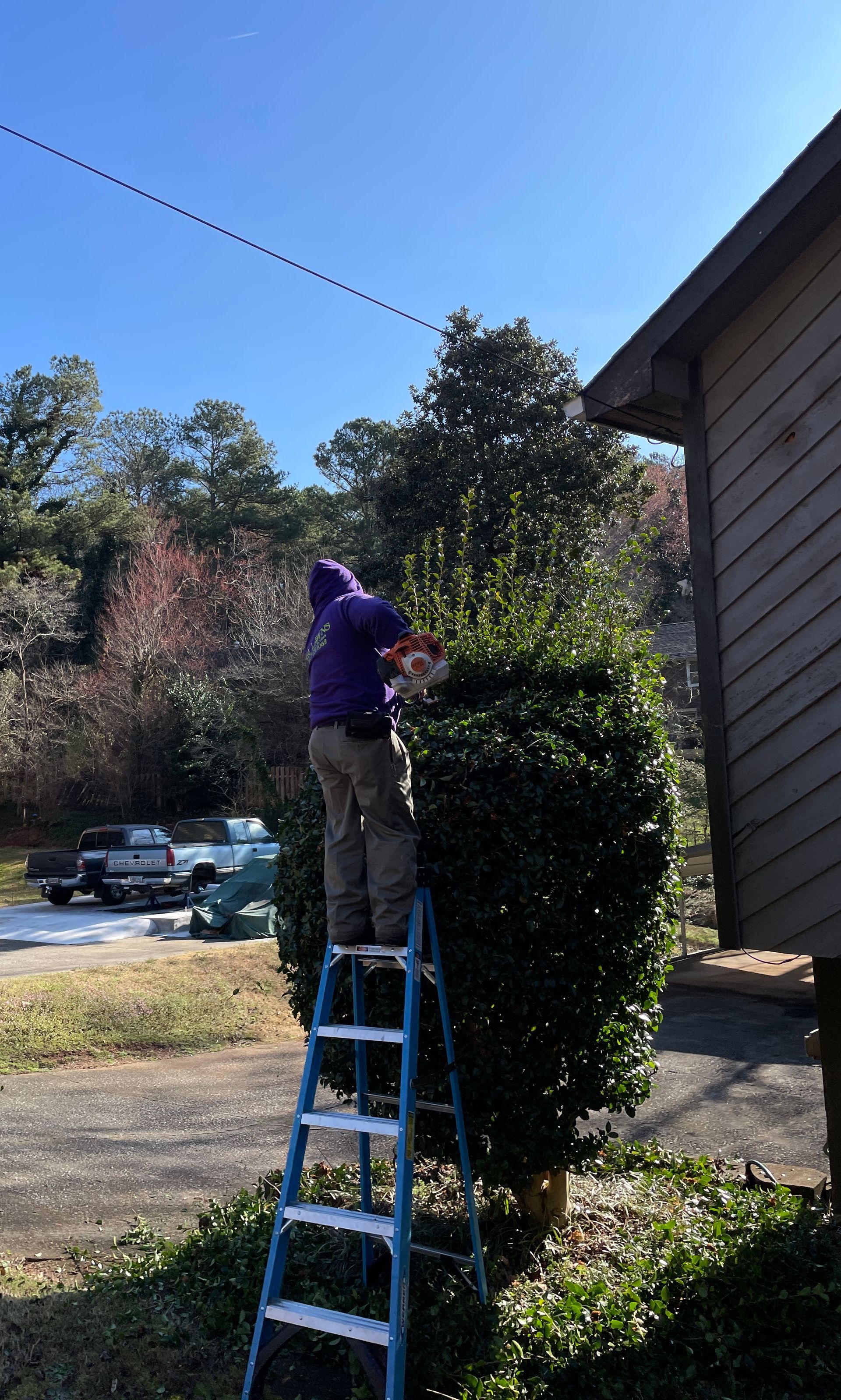 Person on a ladder trimming a tall, green bush next to a building on a sunny day.