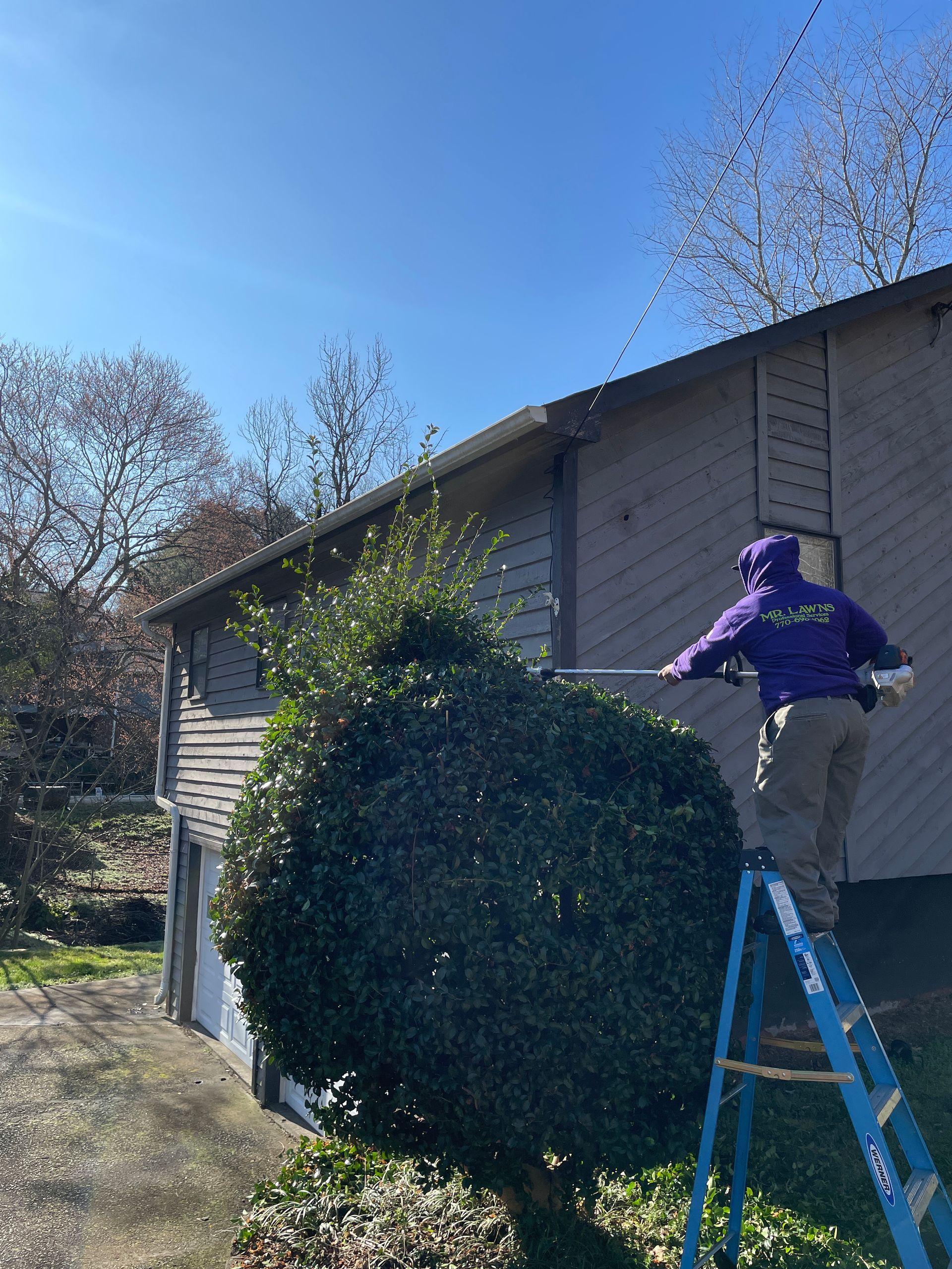 Person on a ladder trims a bush near a house. Blue sky.