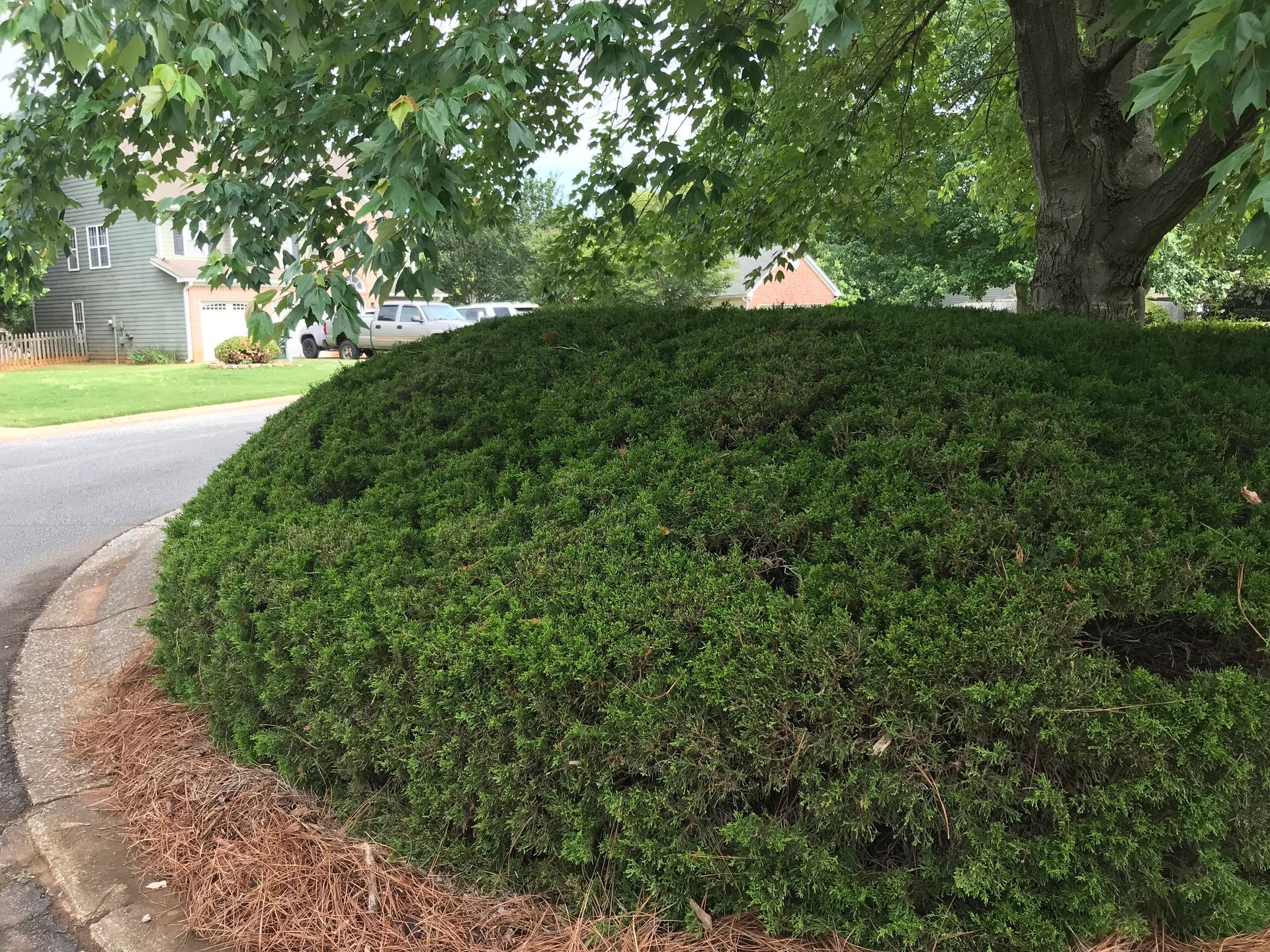 Large green bush under a tree, bordered by a concrete curb and mulch.
