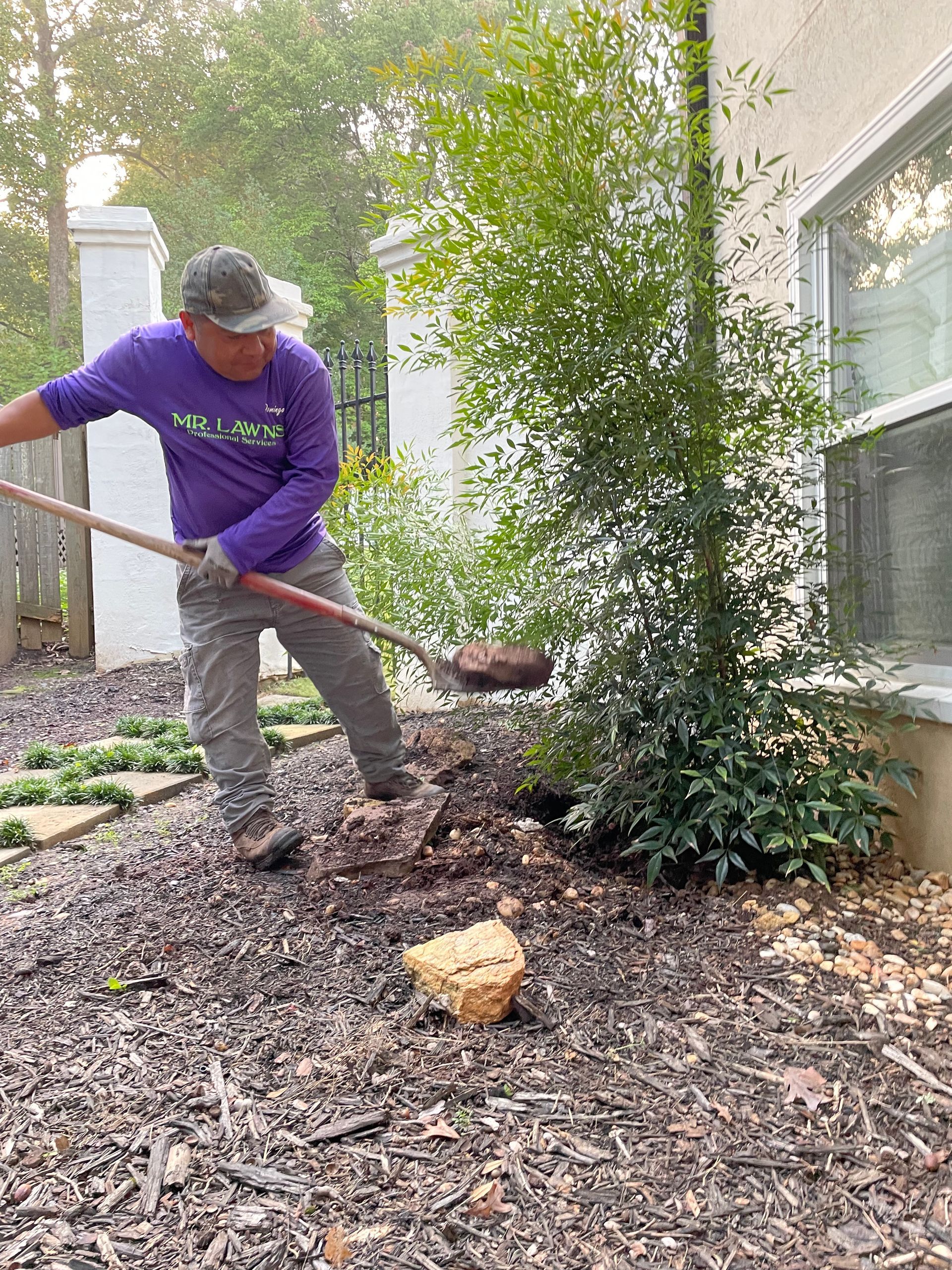 Man in purple shirt shoveling in a yard with mulch, next to a building and greenery.