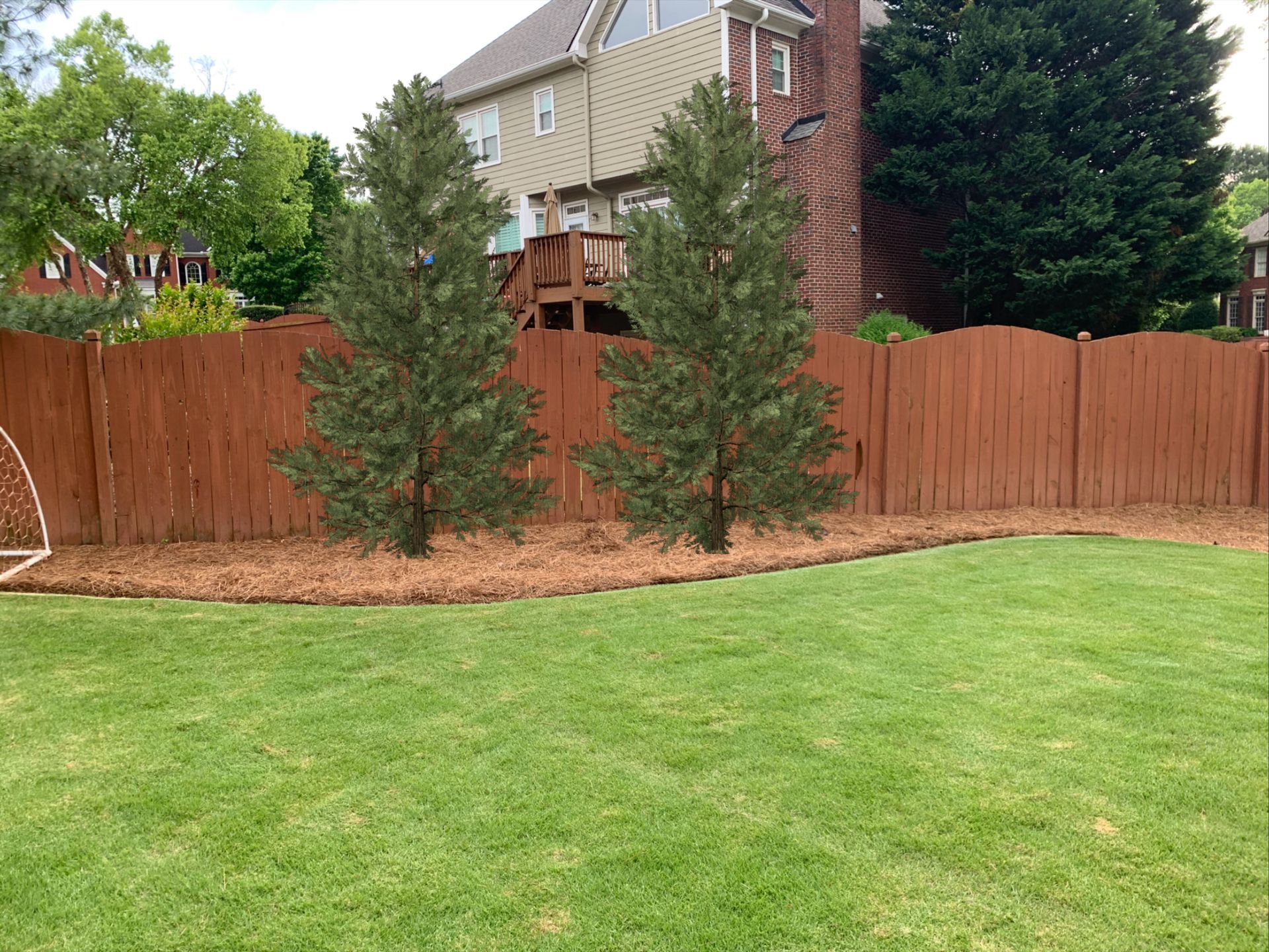 Two evergreen trees in front of a stained wooden fence, with green grass in the foreground.