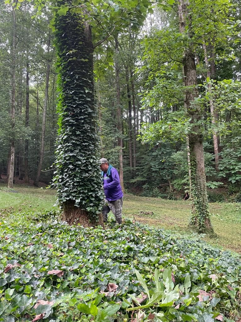 Person wearing purple jacket clearing ivy from a tree in a forest.