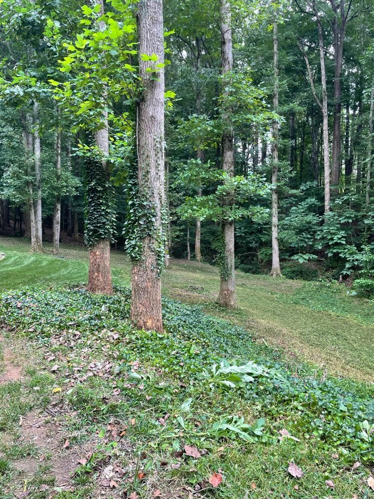 Trees in a forest, some with vines, grassy area in front and path through the woods.
