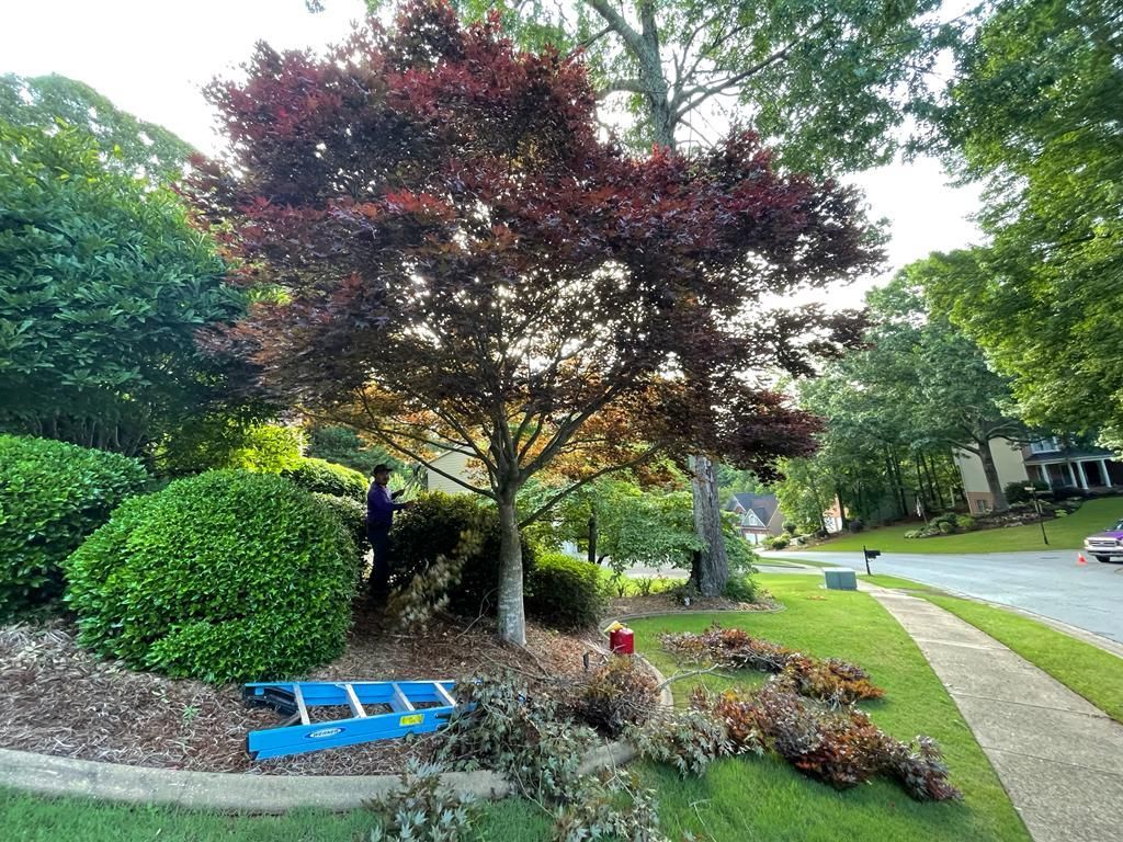 Person pruning a tree with burgundy leaves in a yard with shrubs and a blue ladder nearby.