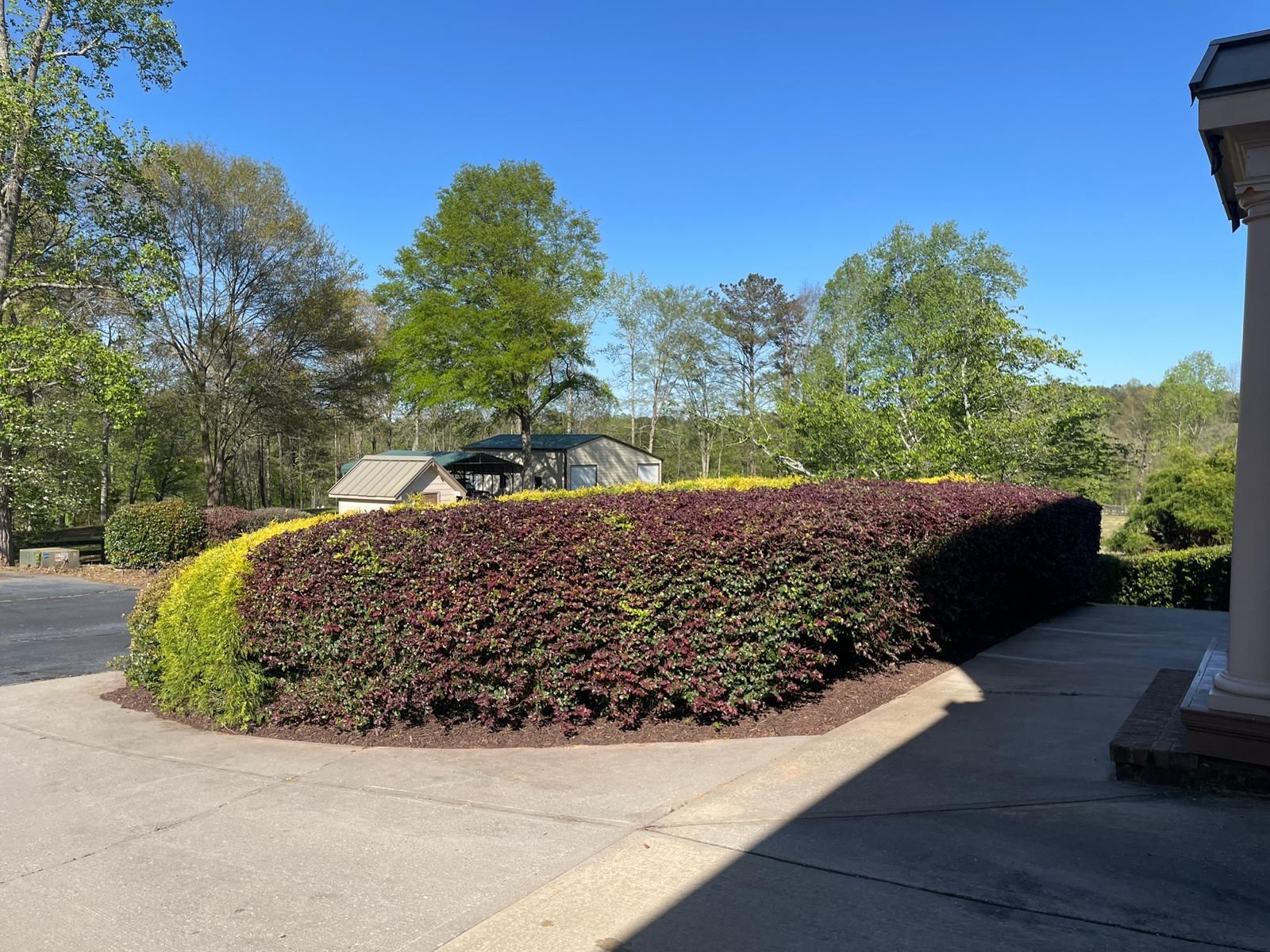 Low, curving hedge with dark red and yellow leaves, driveway, trees, and blue sky.