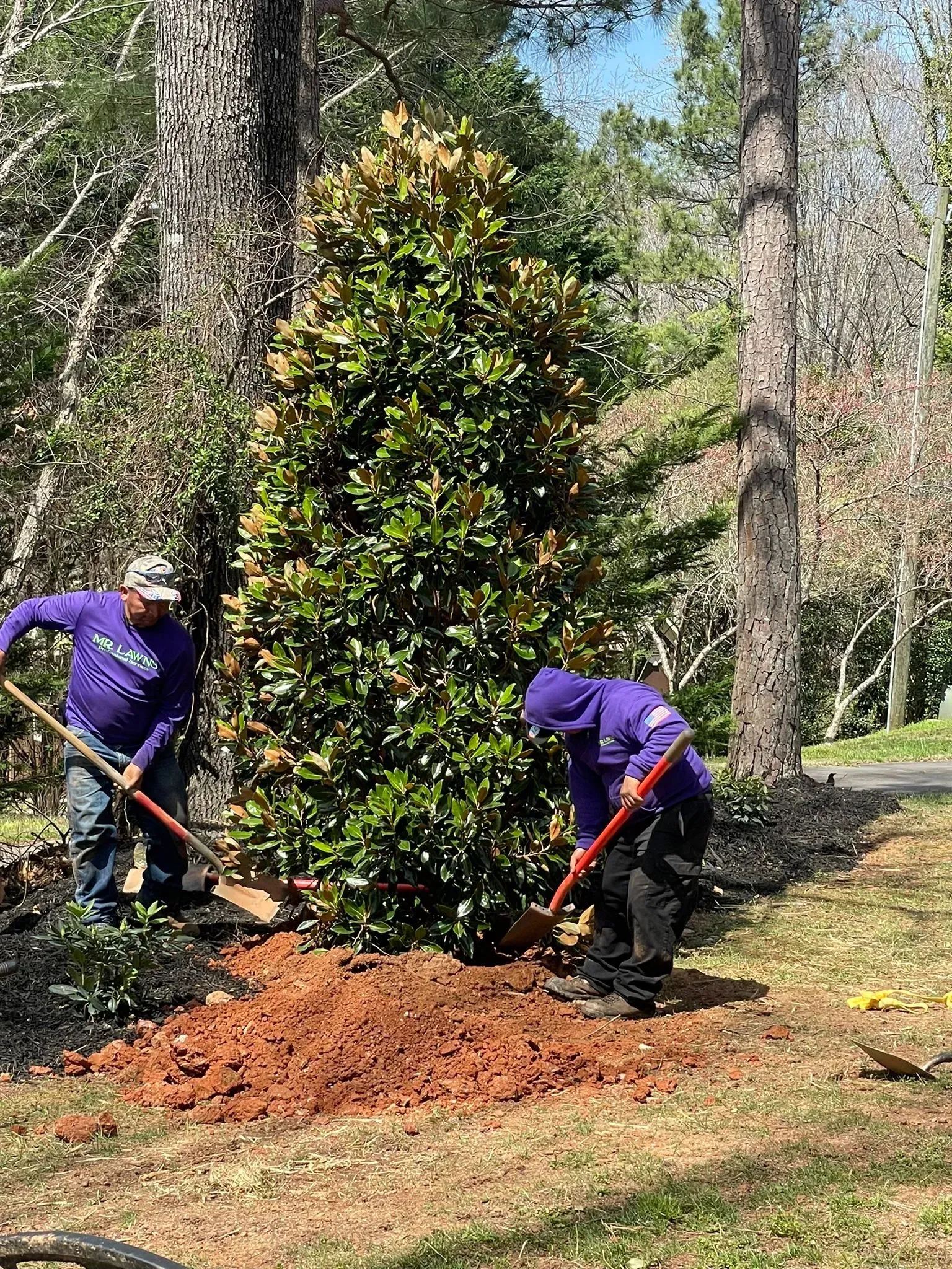 Two people in purple shirts dig around a tree in a sunny outdoor setting.