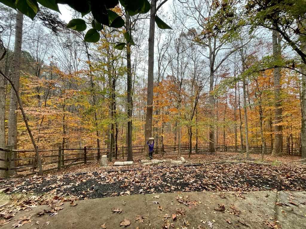 Forest scene with fall foliage, a person standing by a fence. Brown and orange leaves cover the ground.