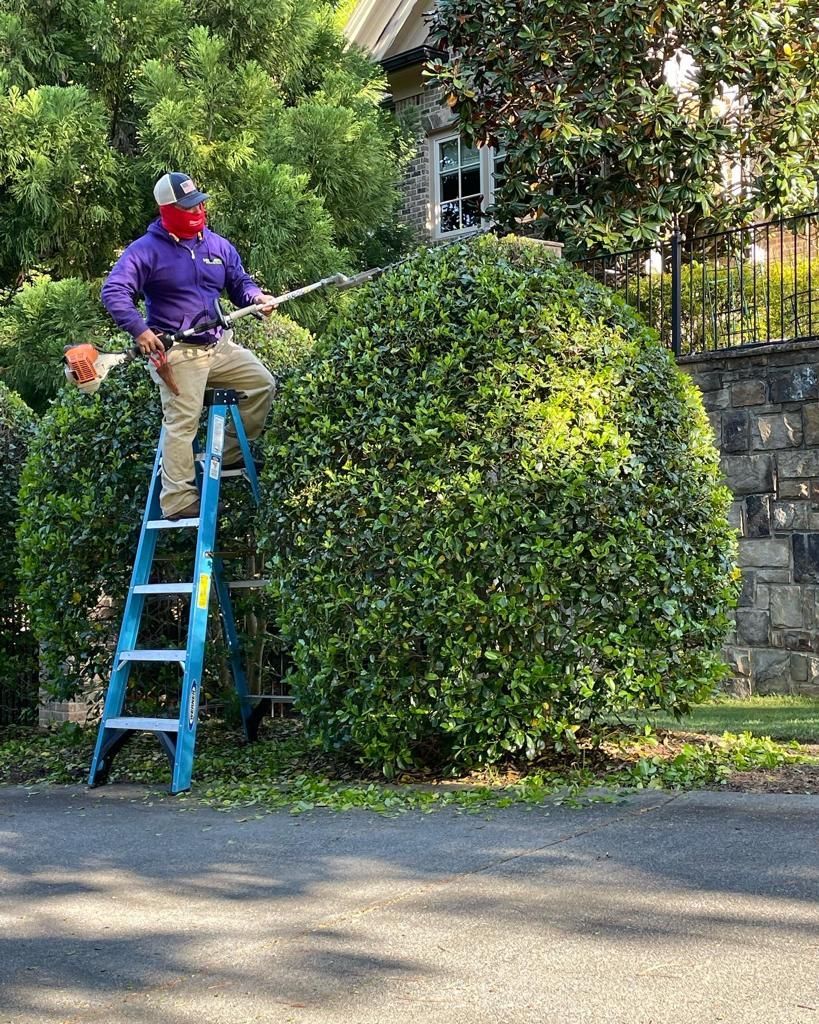 A person on a ladder trims a large green bush with a hedge trimmer.