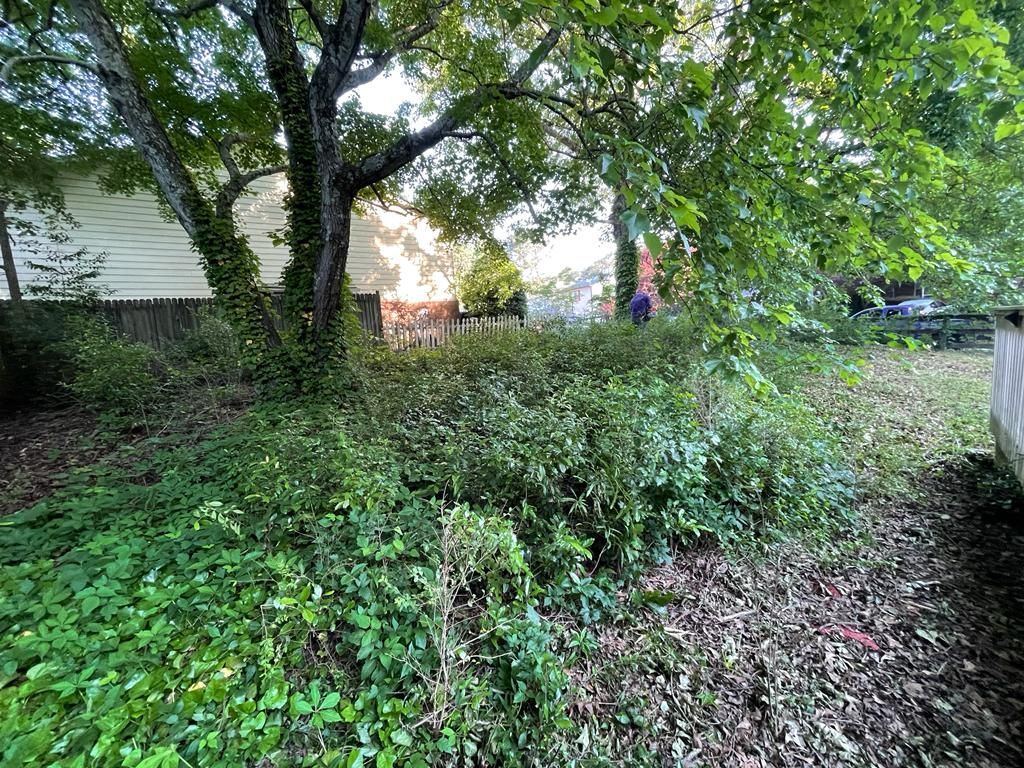 Lush green overgrown shrubs and ivy under a tree, partially obscuring a building.