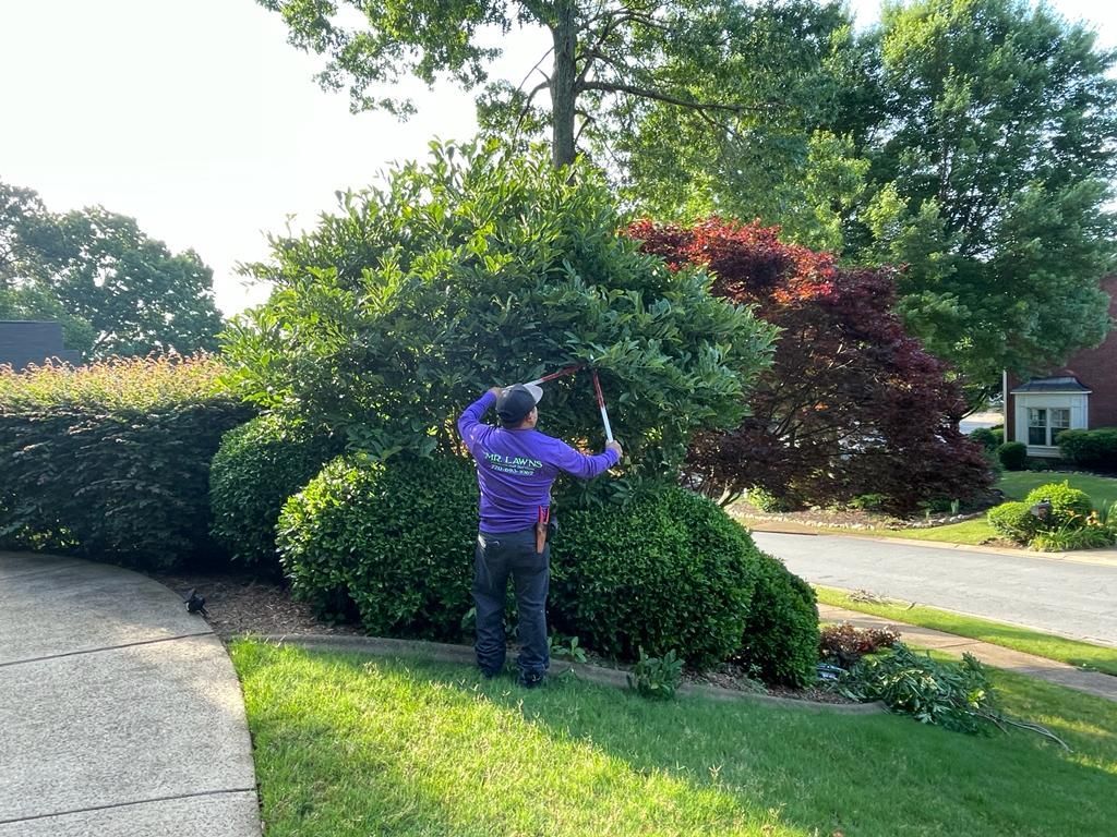 Person trimming a large green shrub in a garden with other bushes and trees.