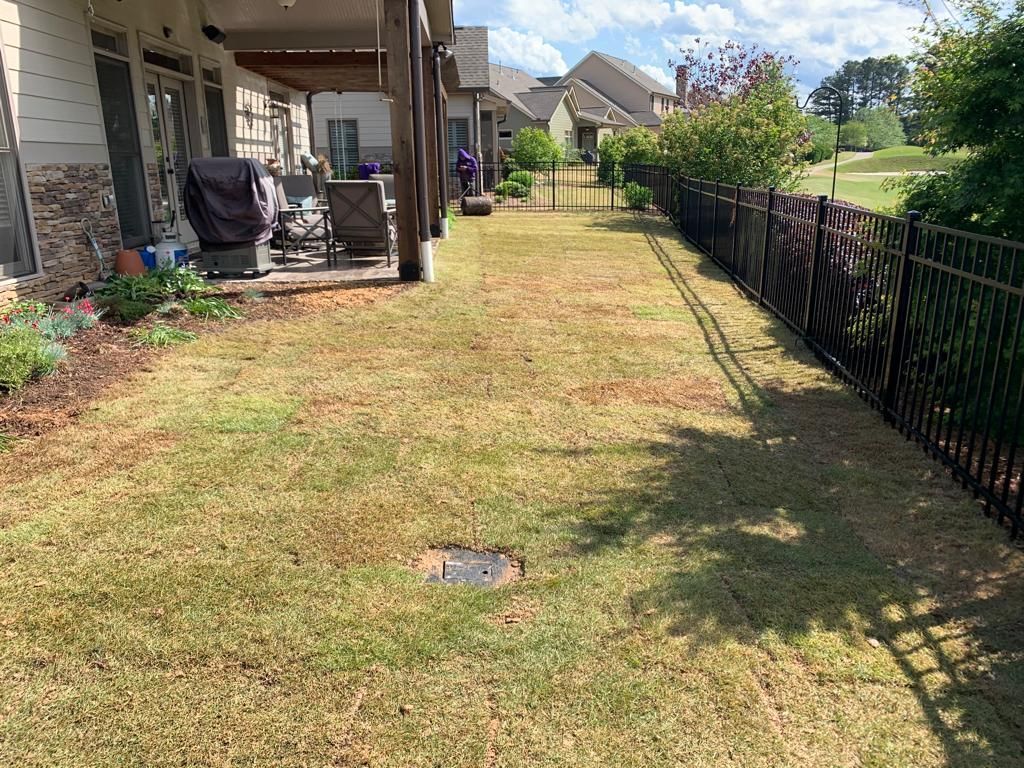 Lawn with brown patches, black fence, and back of houses on a sunny day.