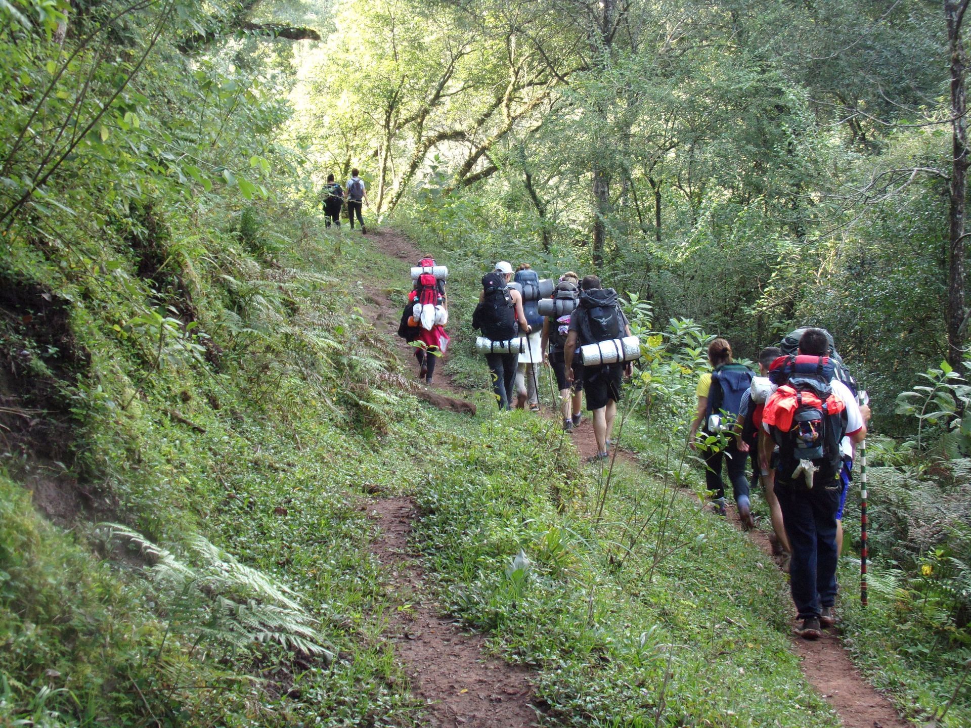 Excursionistas con mochilas en un sendero a través de un exuberante bosque verde.