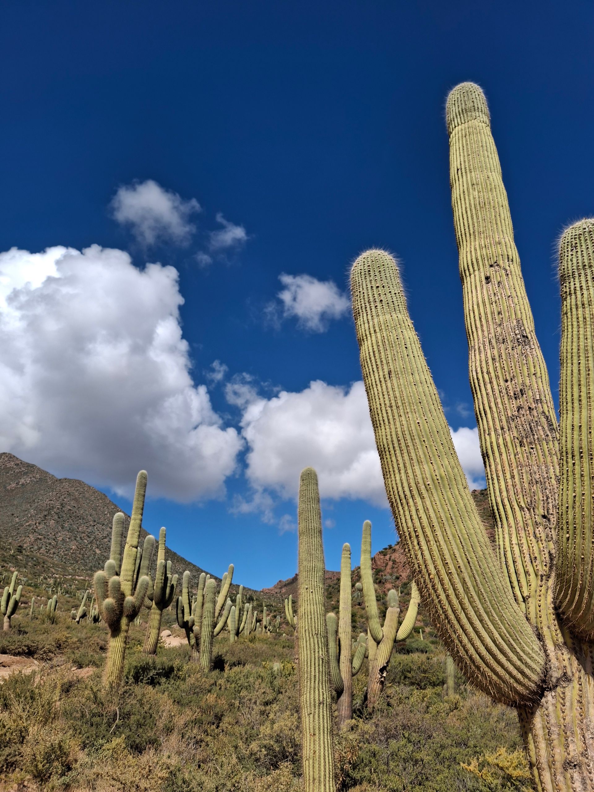 Cactus saguaro gigantes en un paisaje desértico bajo un cielo azul brillante con nubes blancas.