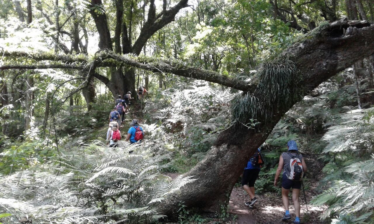 Excursionistas en un sendero boscoso, pasando junto a un árbol caído. Helechos y follaje verde los rodean.