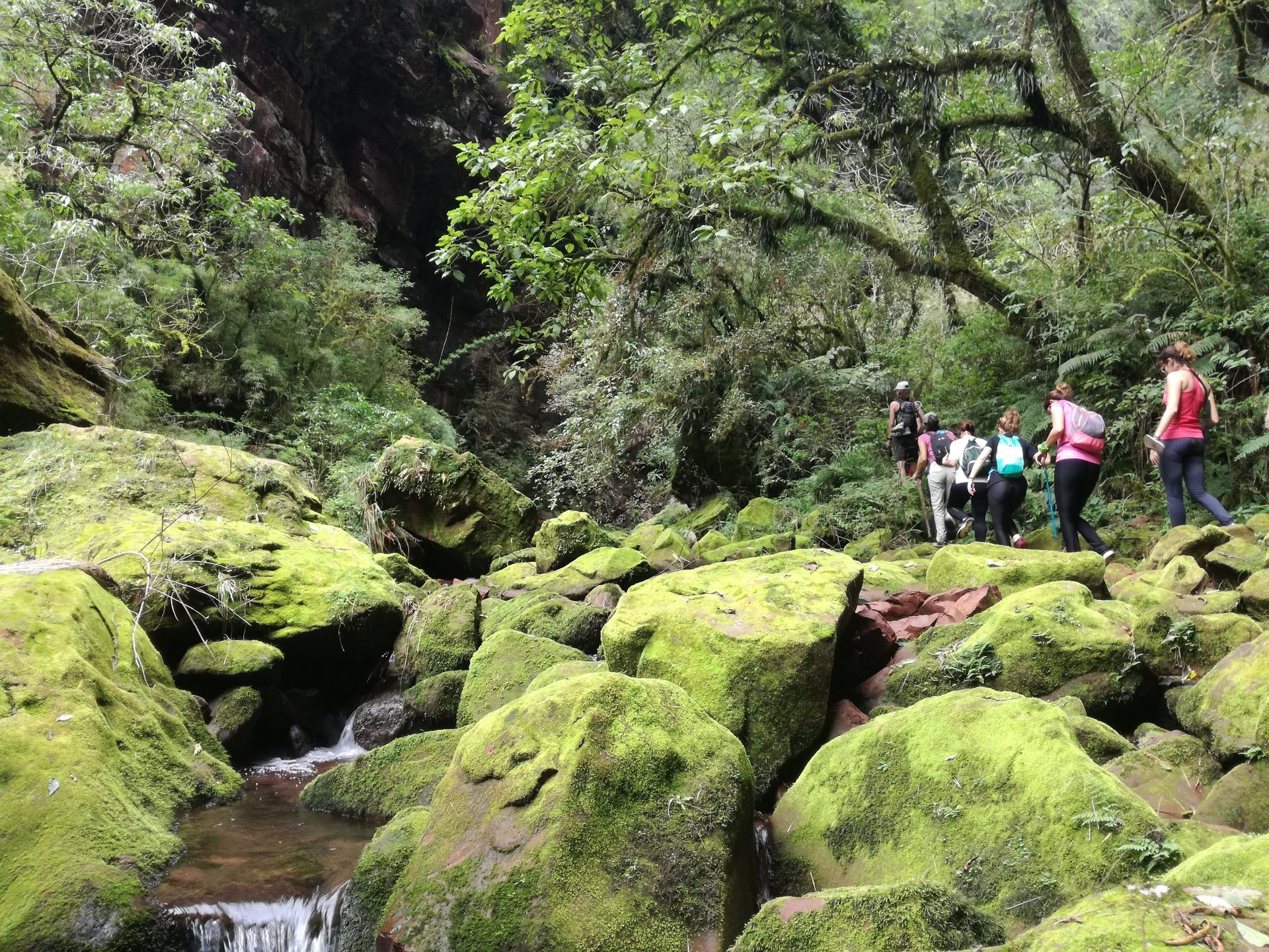 La gente camina a lo largo de un arroyo con rocas cubiertas de musgo en un frondoso bosque verde.