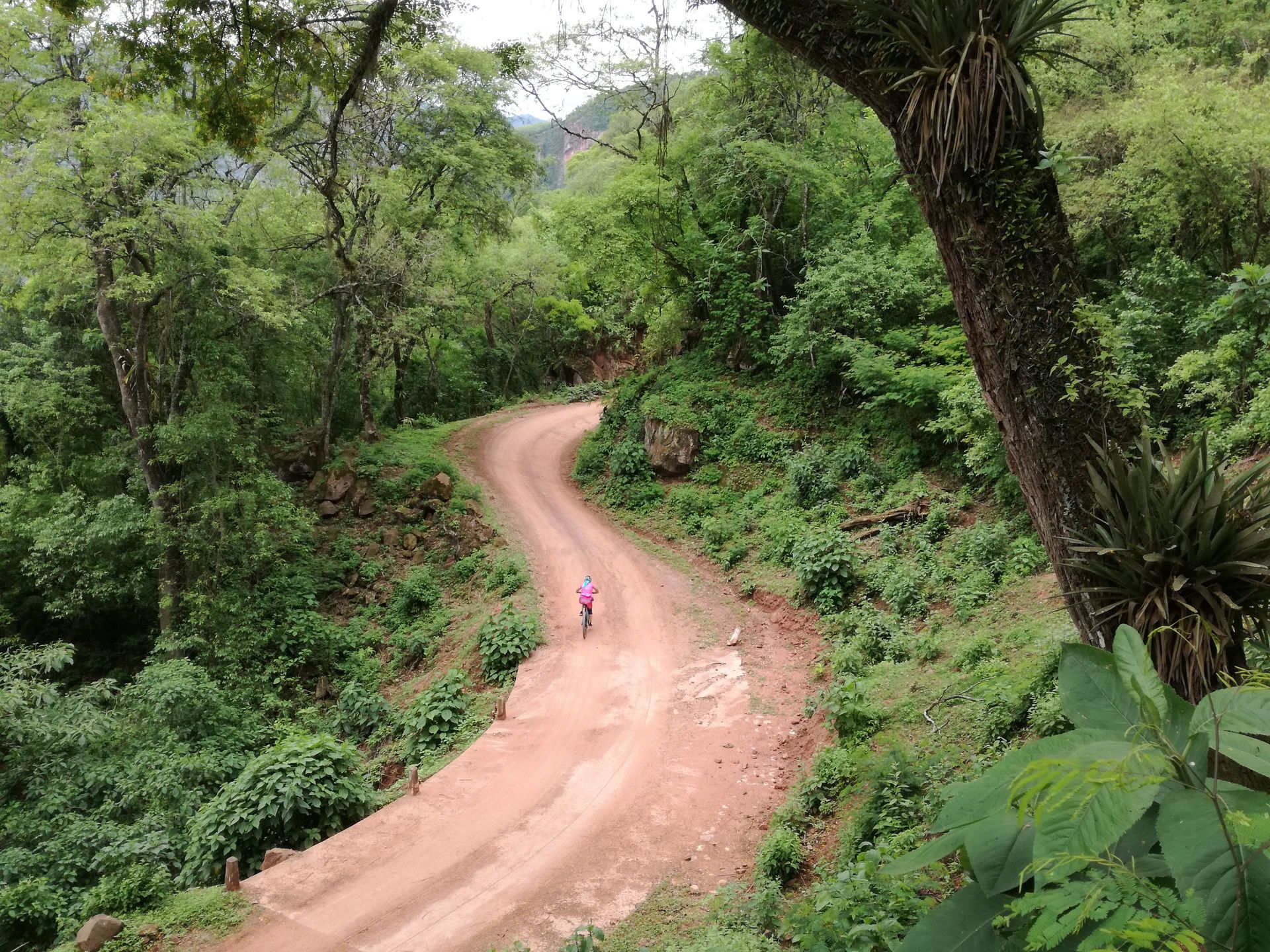 Un camino de tierra serpentea a través de un frondoso bosque verde. Una persona vestida de rosa camina por la carretera.