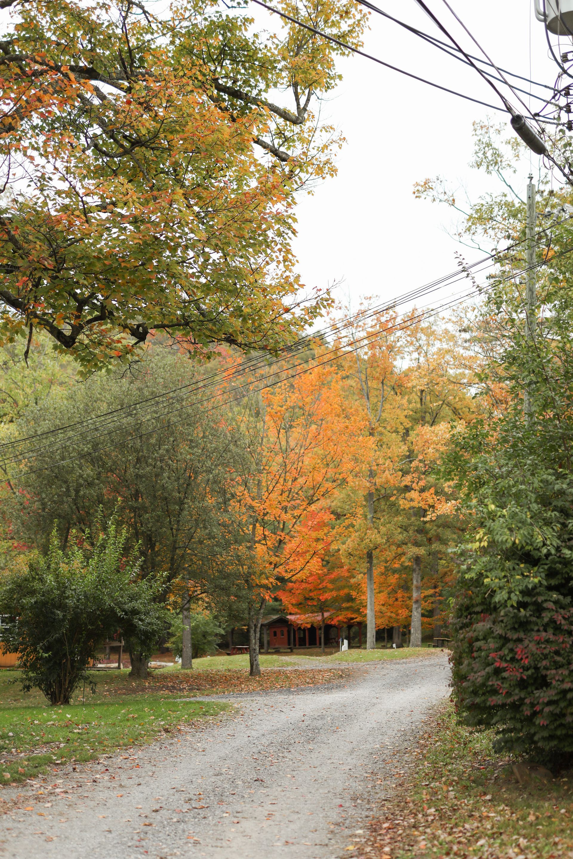 A dirt road surrounded by trees with autumn leaves on them