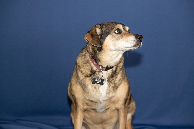 A brown dog is sitting on a blue blanket and looking up.