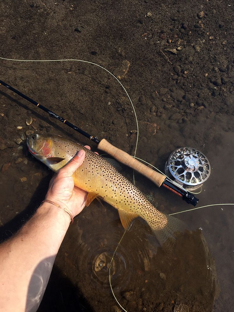 Paradise Valley Angler Yellowstone Park Gallery Image