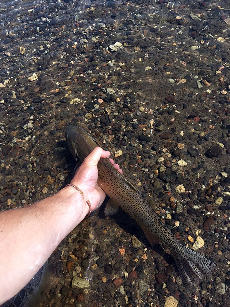 Paradise Valley Angler Yellowstone Park Gallery Image