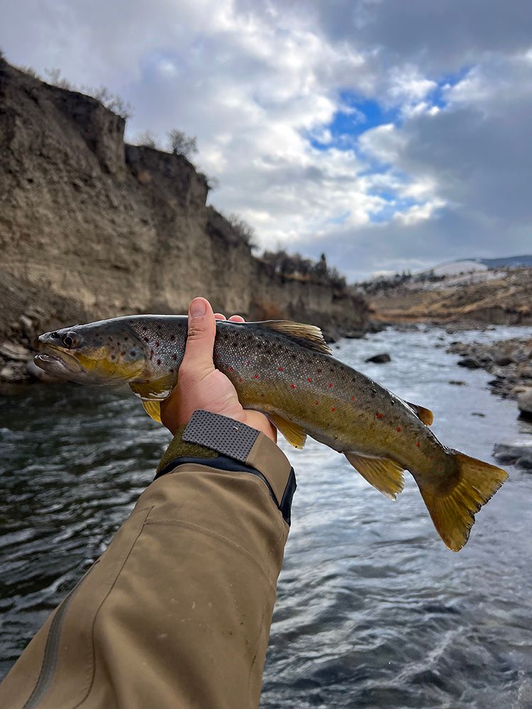 Paradise Valley Angler Yellowstone Park Gallery Image