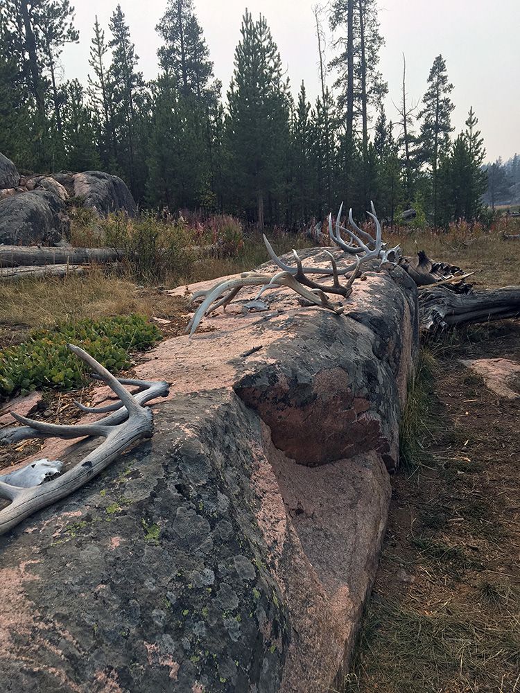 Paradise Valley Angler Yellowstone Park Gallery Image