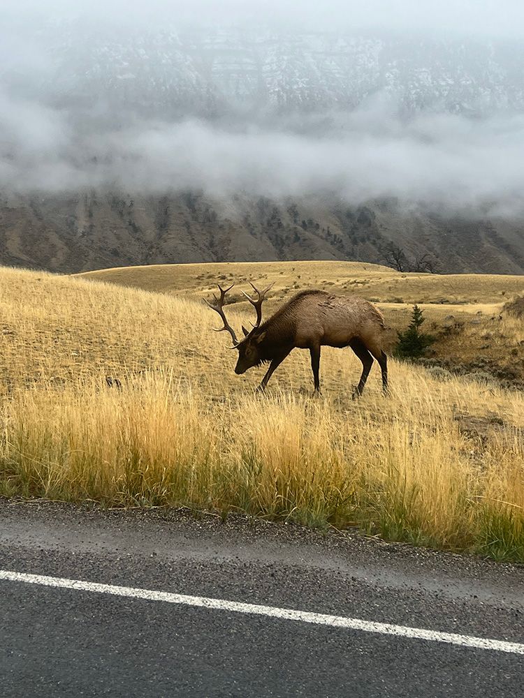 Paradise Valley Angler Yellowstone Park Gallery Image
