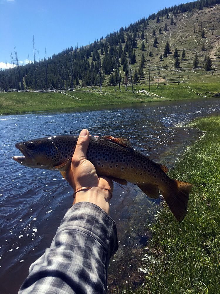 Paradise Valley Angler Yellowstone Park Gallery Image