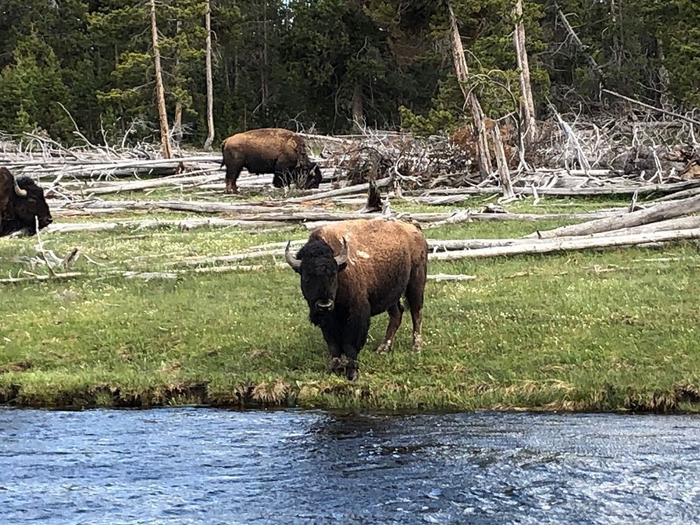 Paradise Valley Angler Yellowstone Park Gallery Image