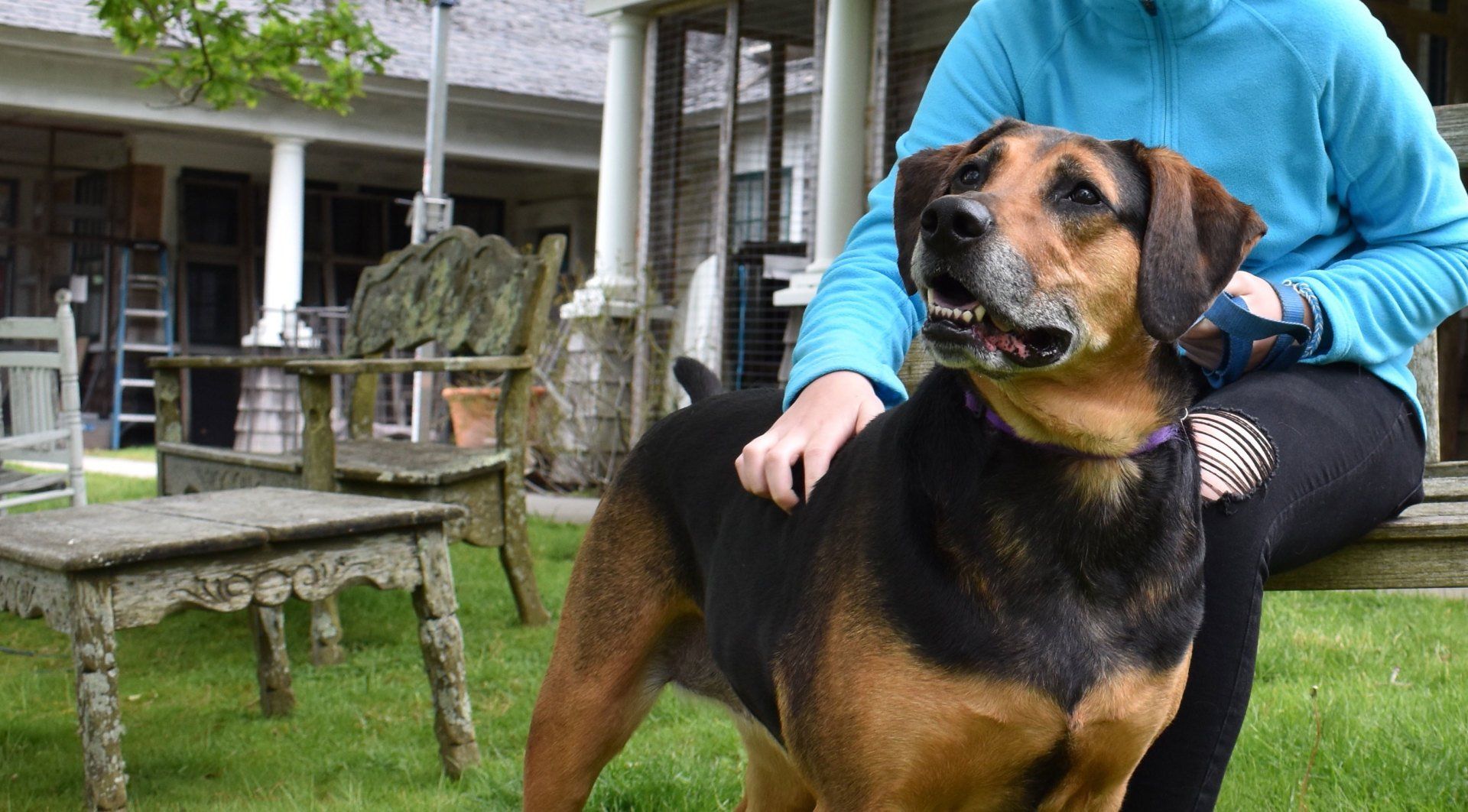 Nantucket Safe Harbor for Animals Inc logo