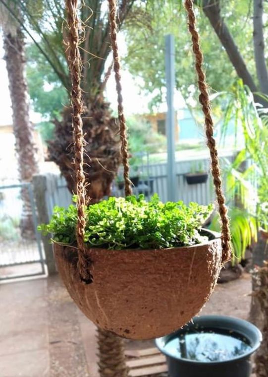 A potted plant is hanging from a rope from a palm tree.