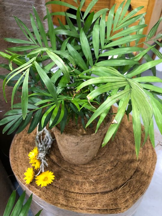 A potted plant is sitting on top of a wooden tray.