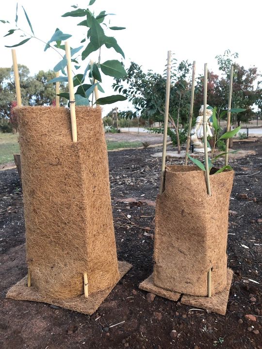 A couple of trees sitting on top of a pile of dirt.