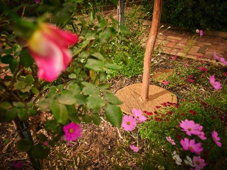 A garden with pink flowers and a tree in the background